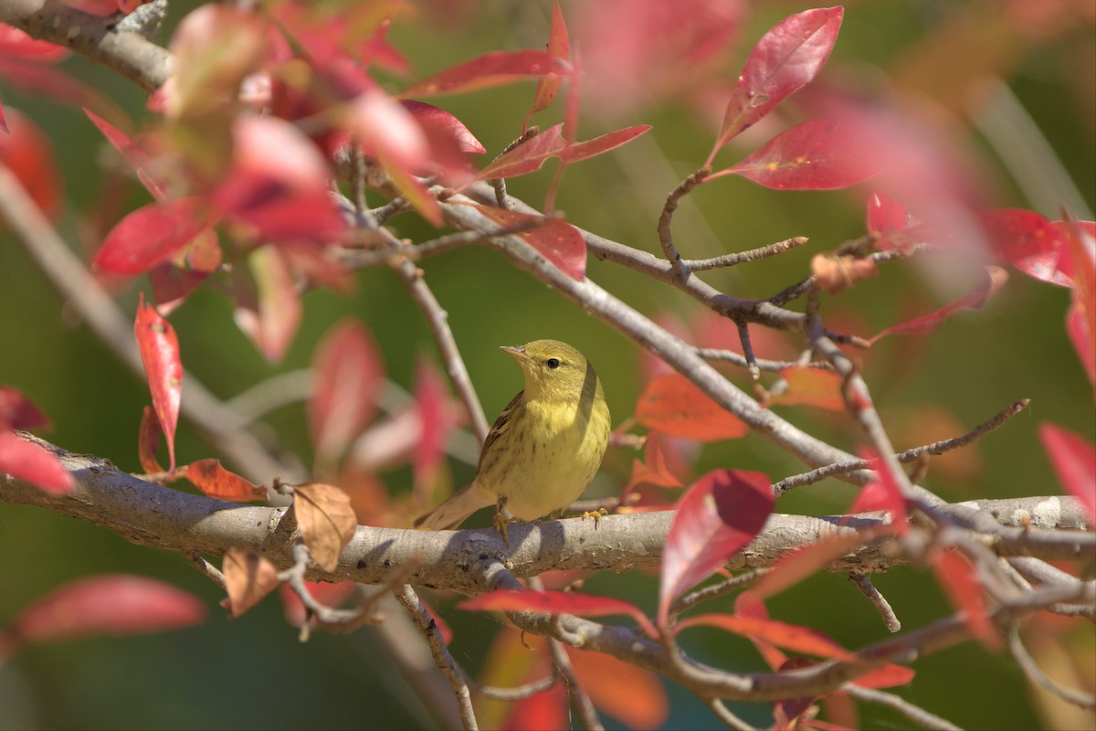 Blackpoll Warbler - ML496295201