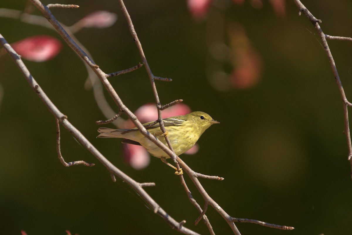 Blackpoll Warbler - ML496295211