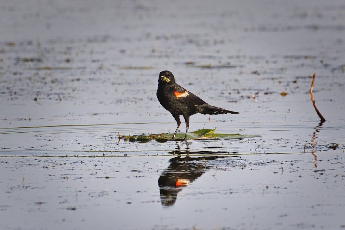 Red-winged Blackbird - ML496295631
