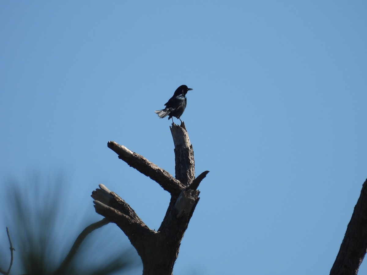 Boat-tailed Grackle - ML496296181