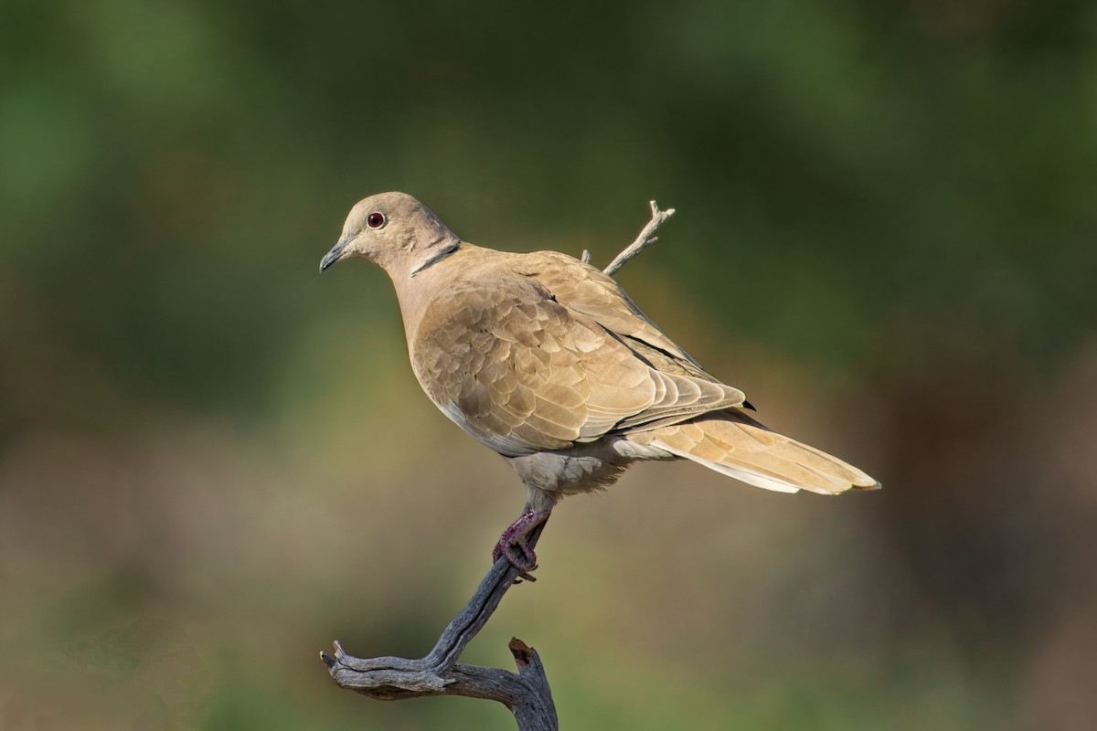 Eurasian Collared-Dove - ML496297351