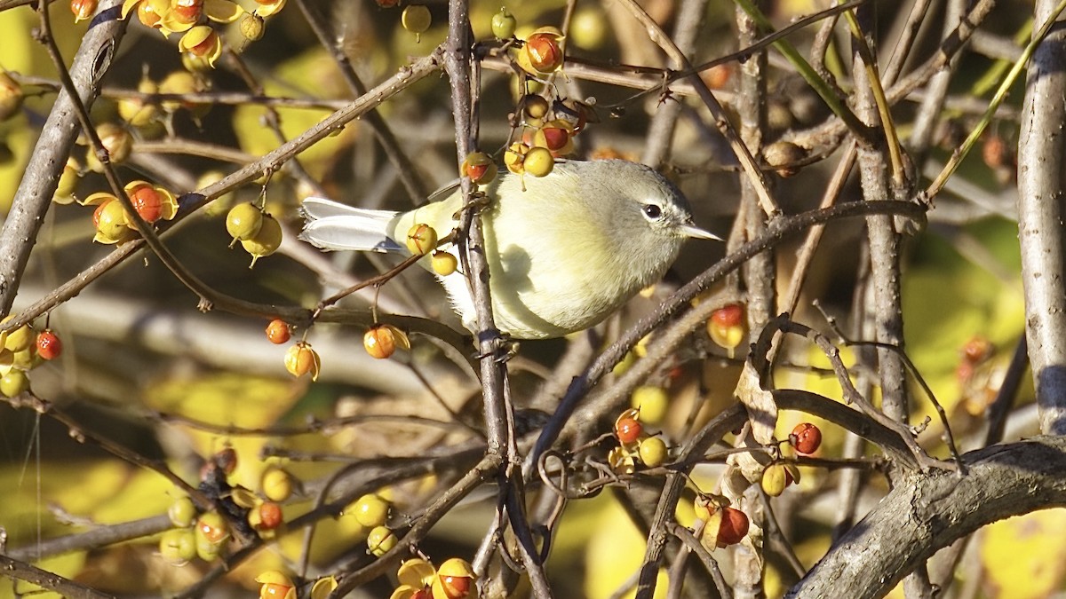 Orange-crowned Warbler - Steve Luke