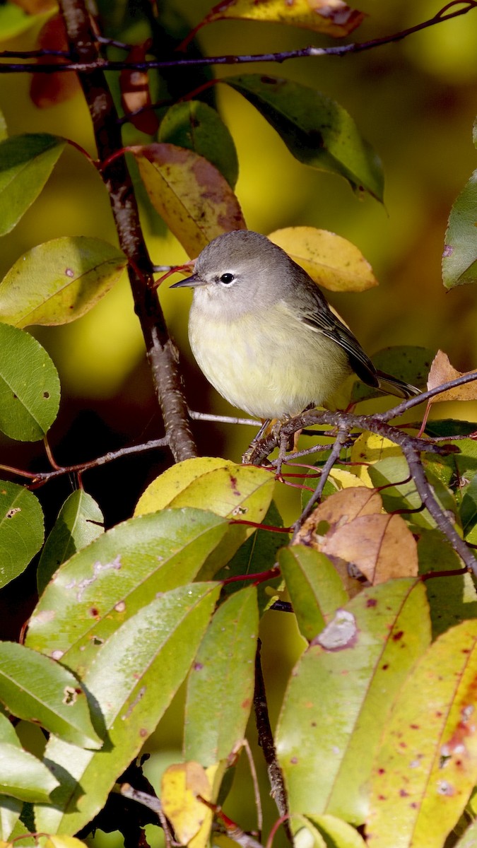 Orange-crowned Warbler - ML496299291