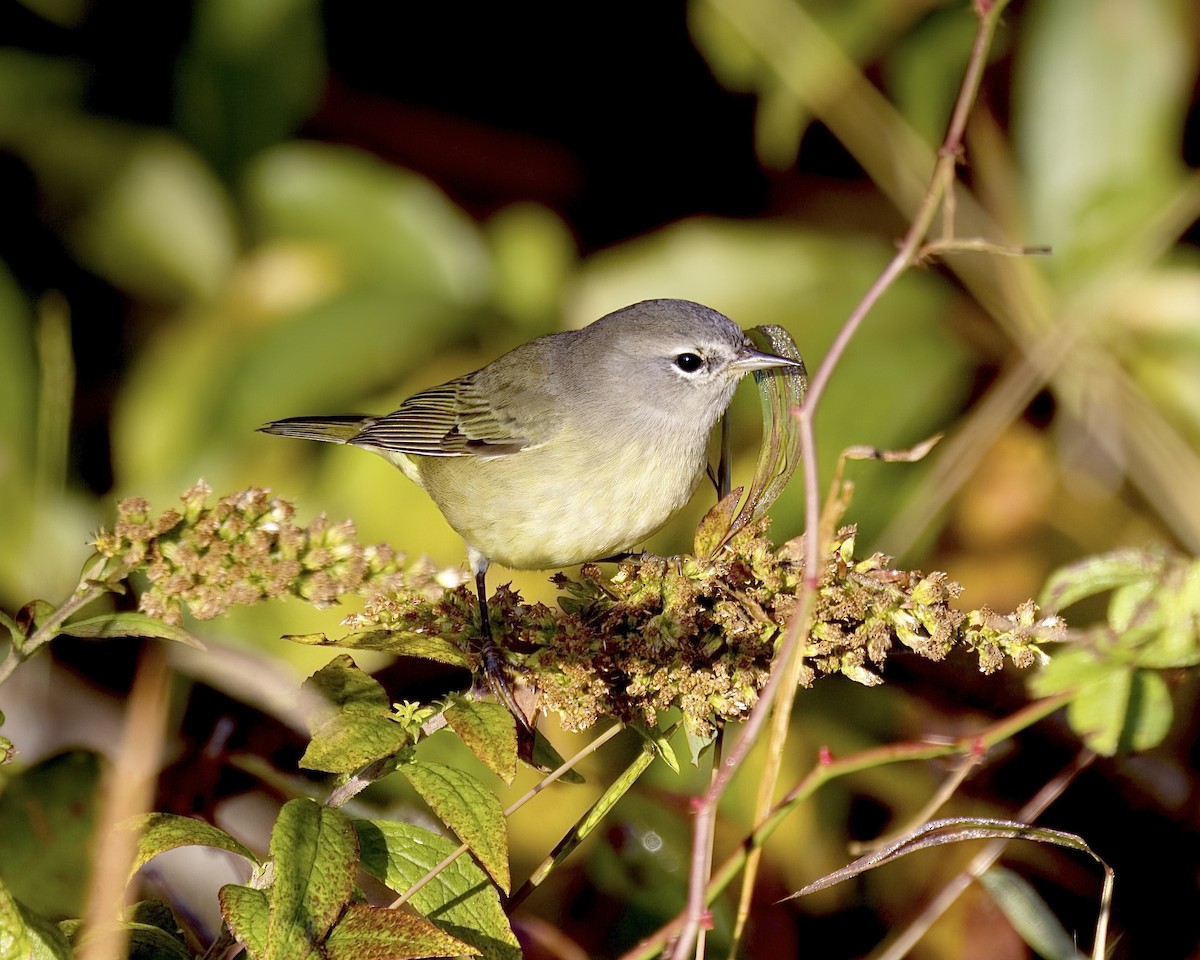 Orange-crowned Warbler - ML496299301