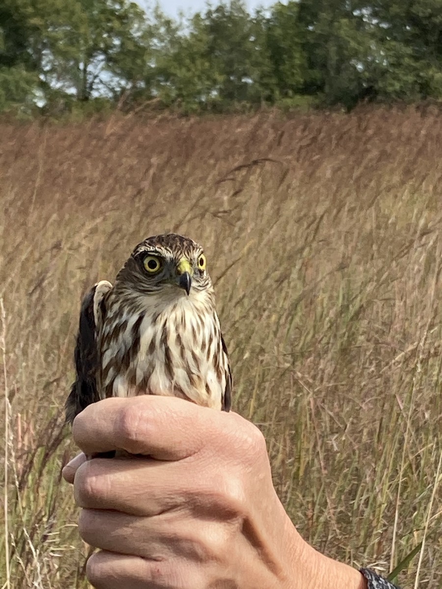 Sharp-shinned Hawk - ML496299321