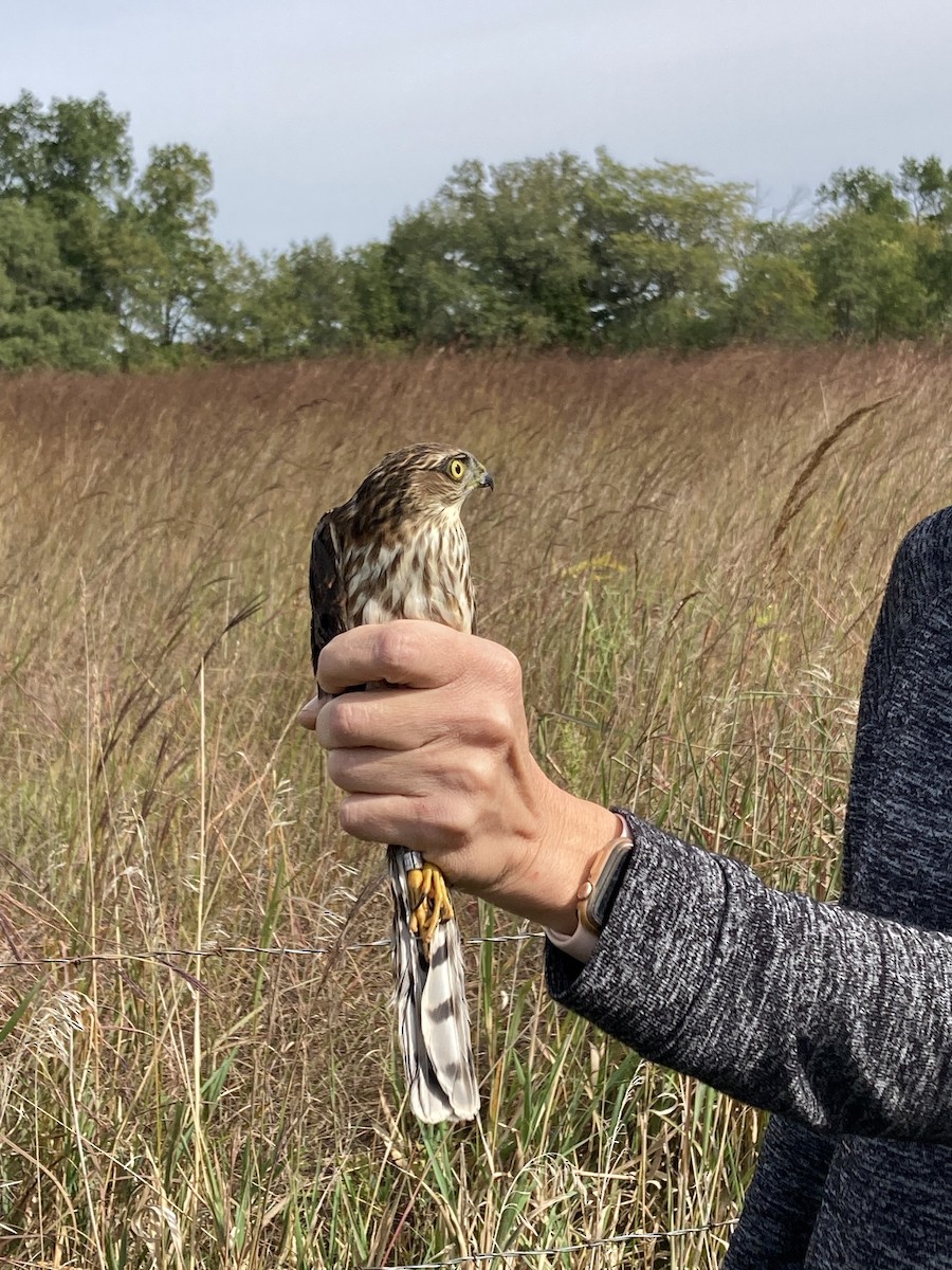 Sharp-shinned Hawk - ML496299331