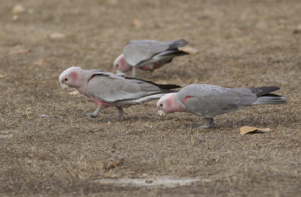 Cacatúa Galah - ML496300201