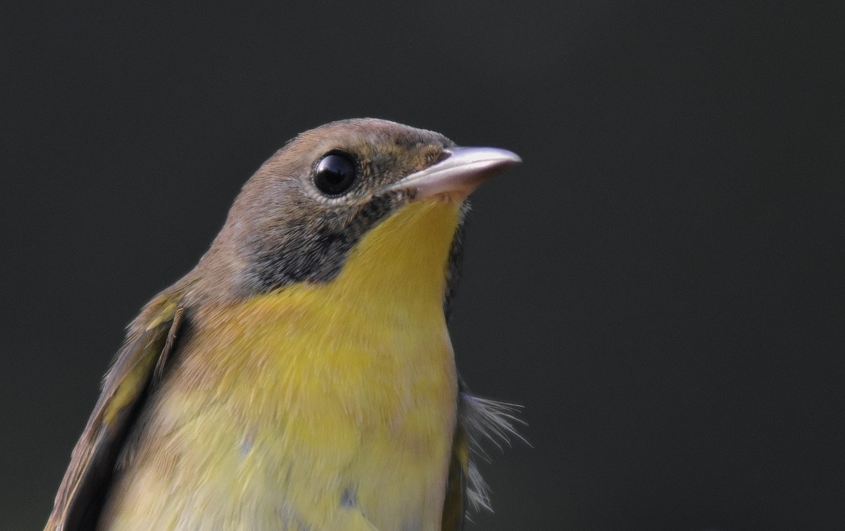 Common Yellowthroat - ML496300941