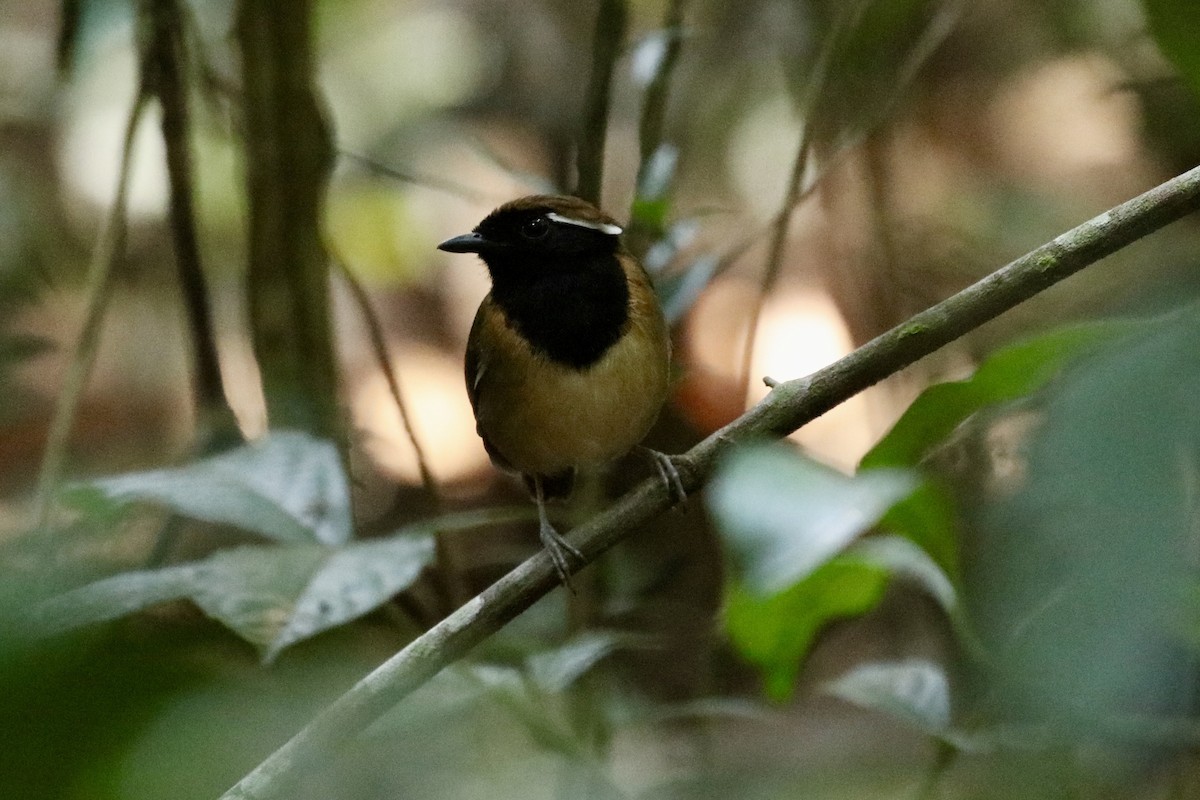 Black-breasted Gnateater - ML496301131