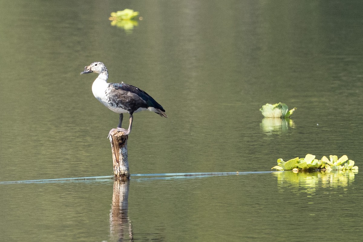 Comb Duck - ML496301791