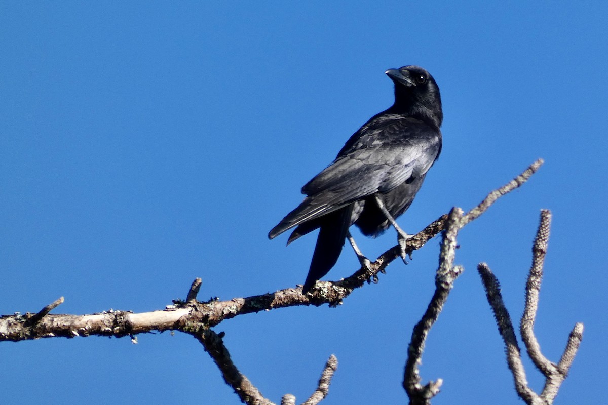 American Crow - Judith A. Kennedy