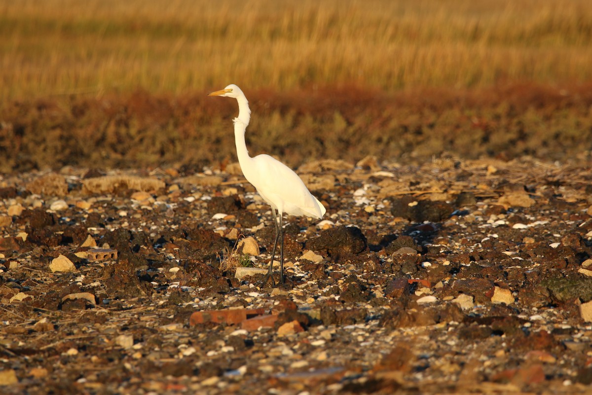 Great Egret - ML496302781