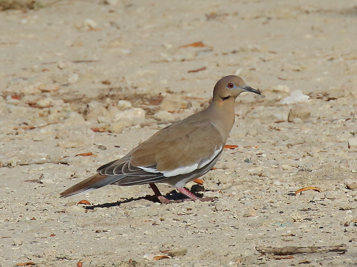 White-winged Dove - ML496302941