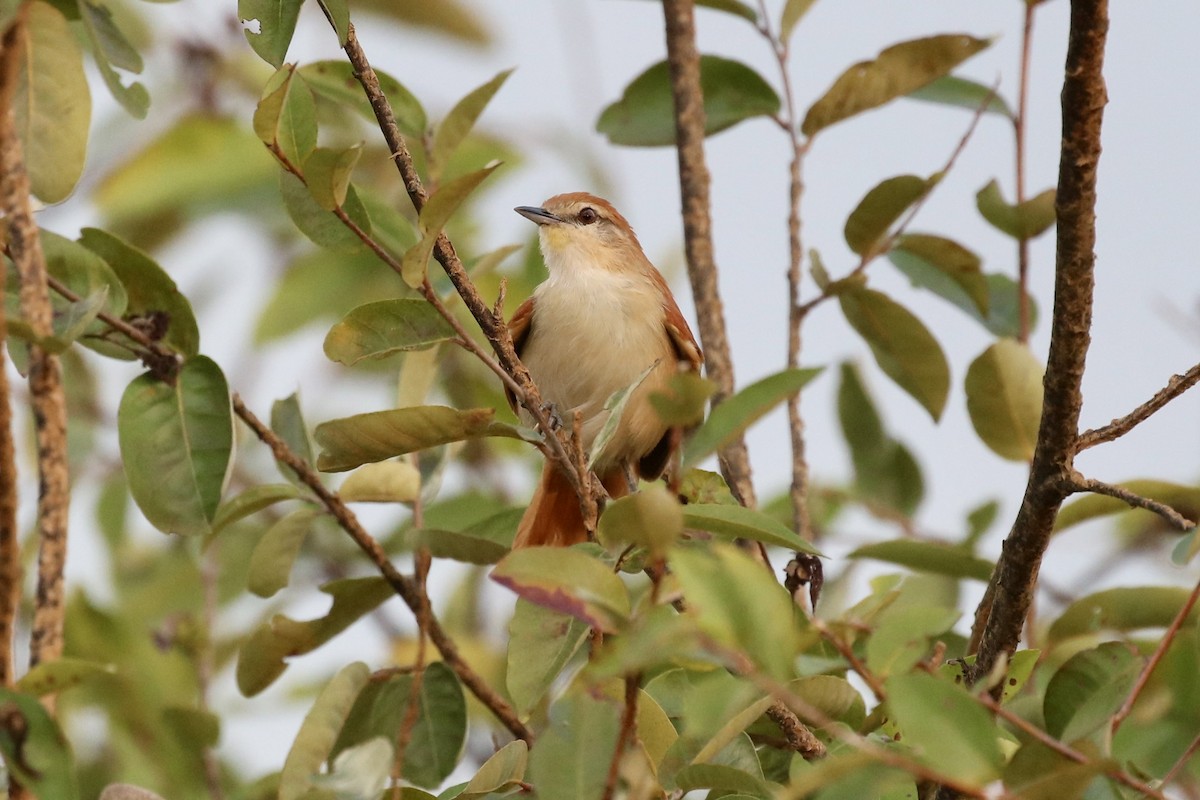 Tocantins Spinetail (undescribed form) - ML496303361