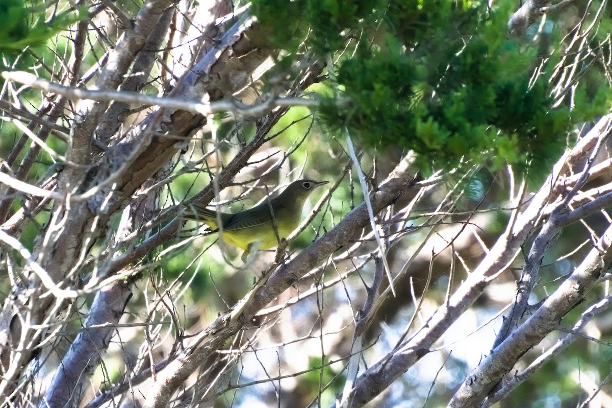 Connecticut Warbler - ML496304261