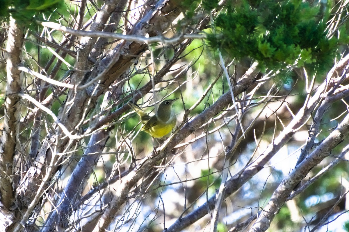 Connecticut Warbler - ML496304281