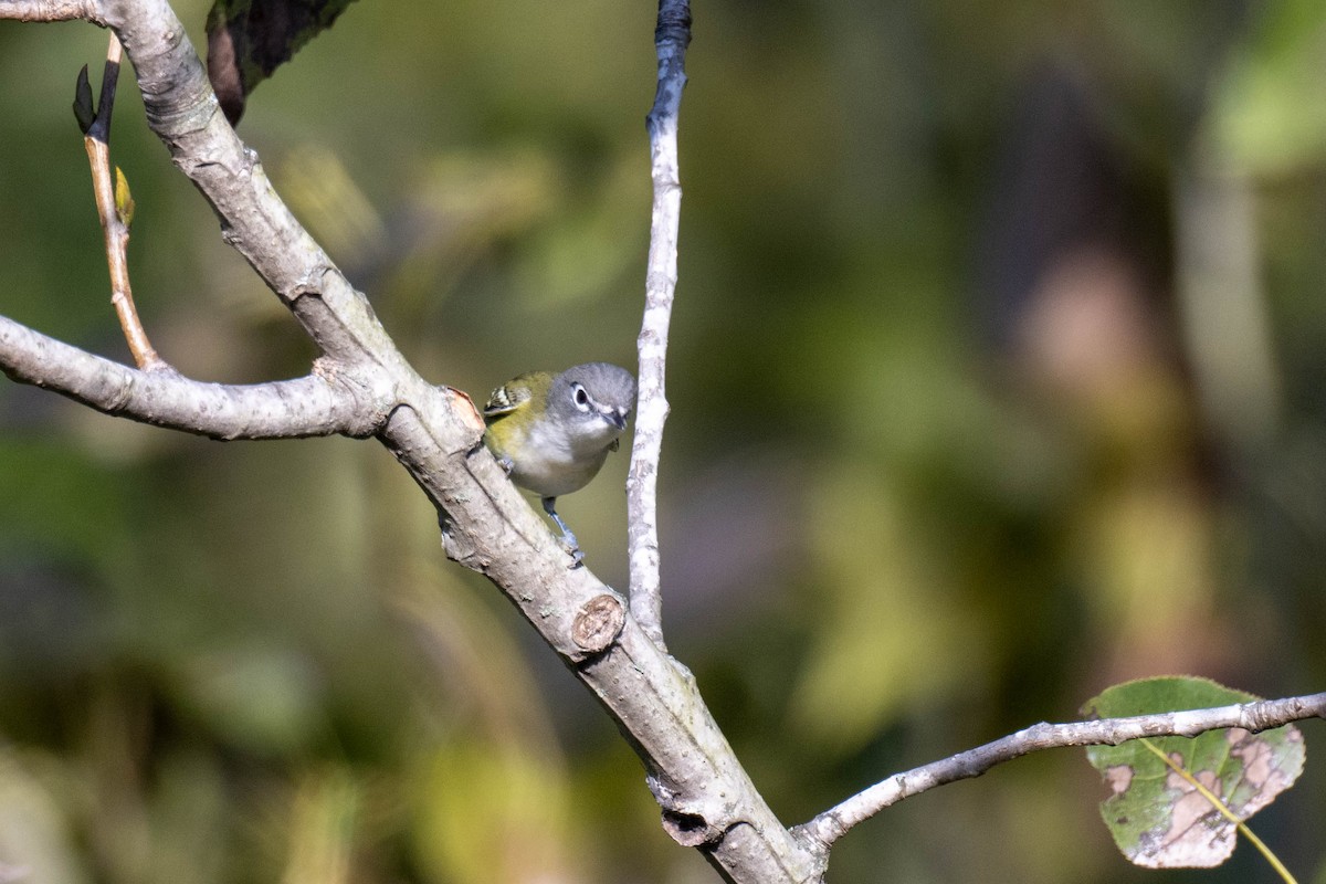 Mavi Başlı Vireo - ML496305041