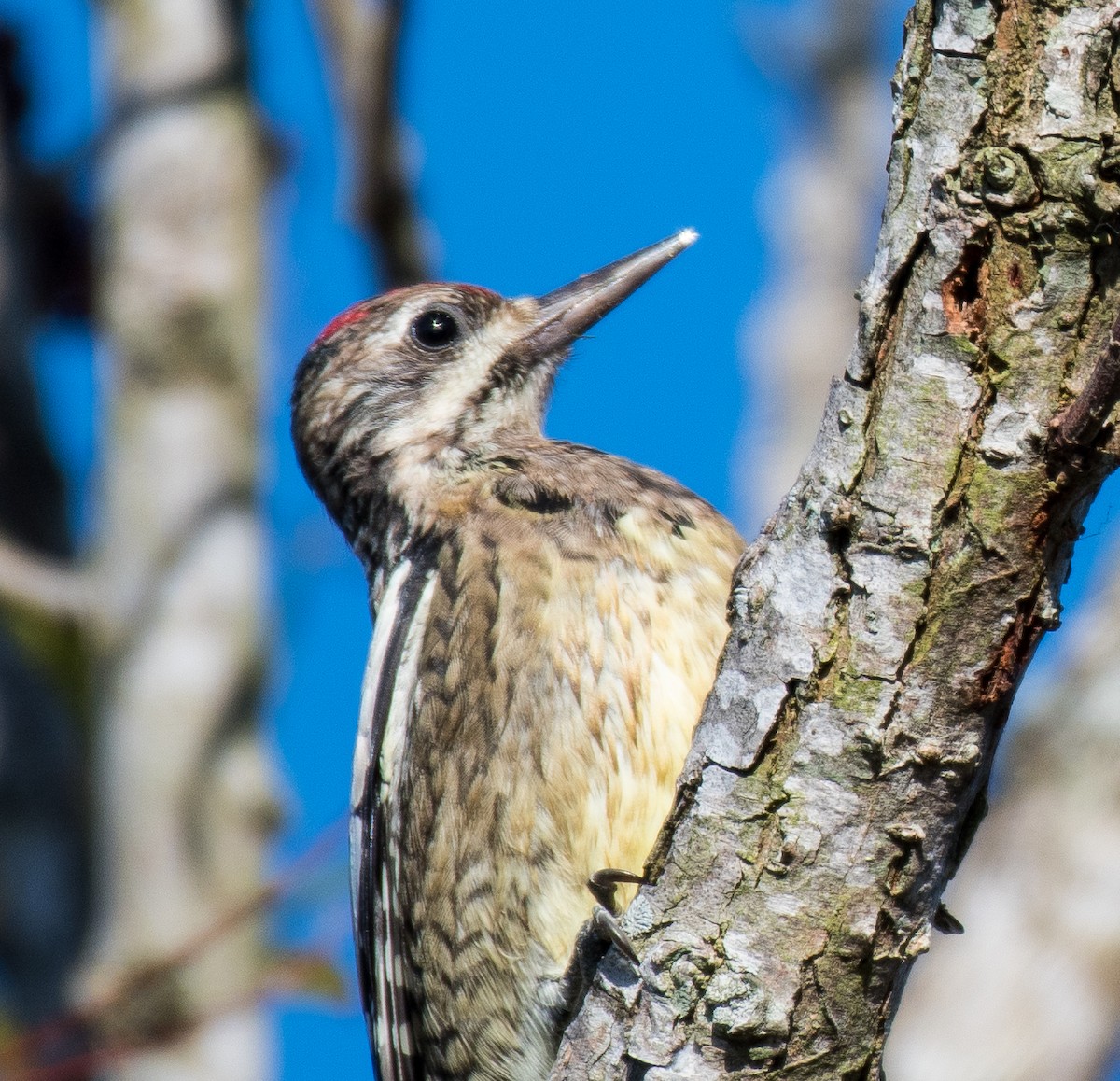 Yellow-bellied Sapsucker - ML496305261