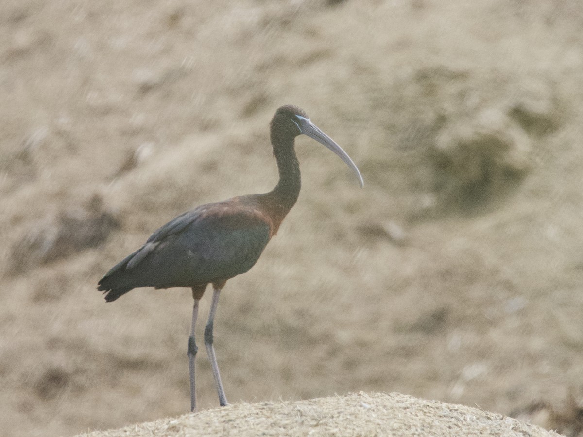 ibis hnědý - ML496306491