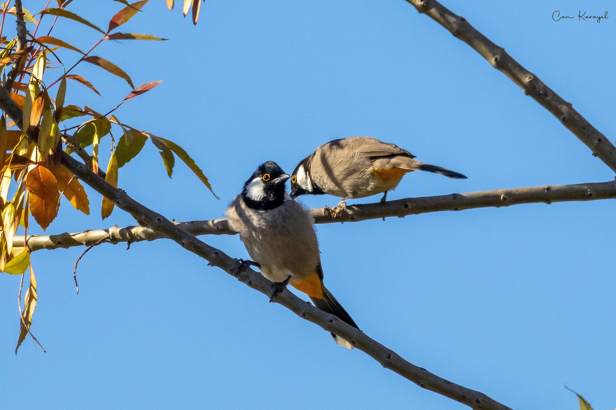 White-eared Bulbul - Can Karayel