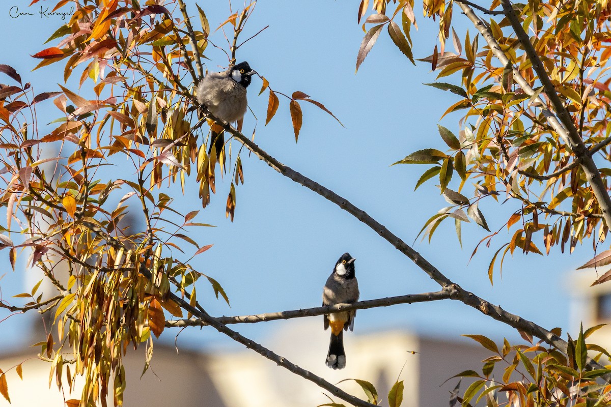 White-eared Bulbul - Can Karayel