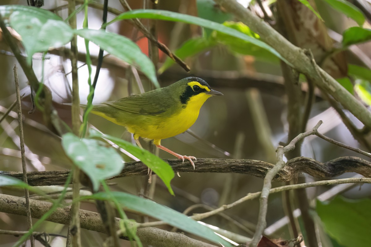 Kentucky Warbler - ML496308091