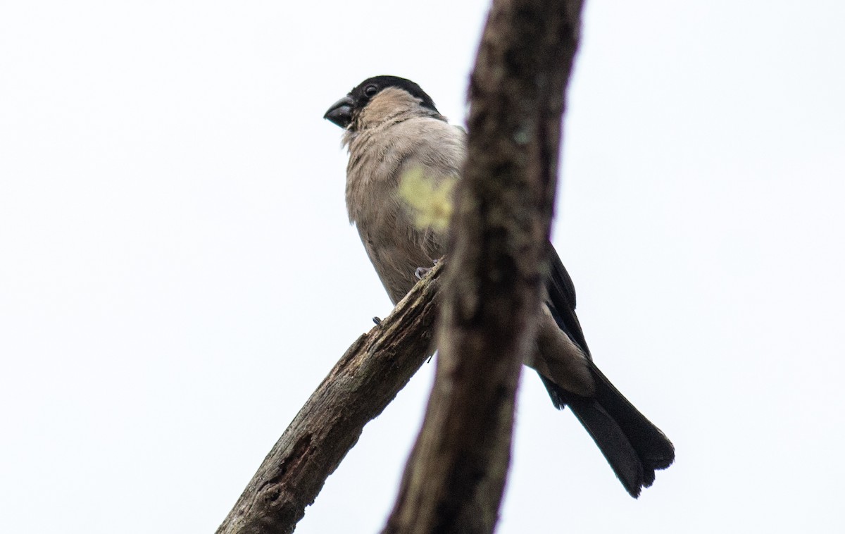 Azores Bullfinch - ML496309351