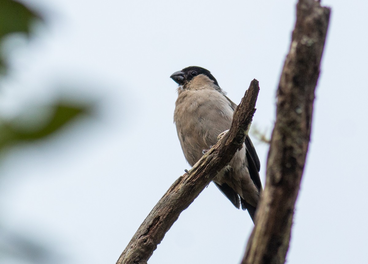 Azores Bullfinch - ML496309361