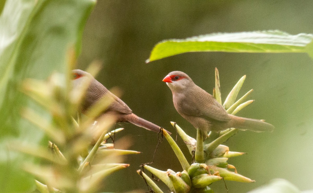 Common Waxbill - ML496309401