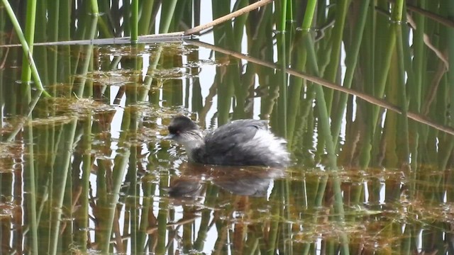 Silvery Grebe - ML496309431