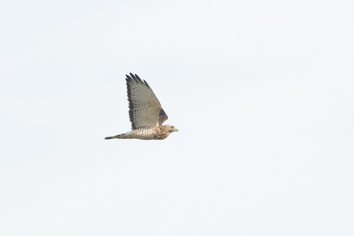 Broad-winged Hawk - Adam Jackson