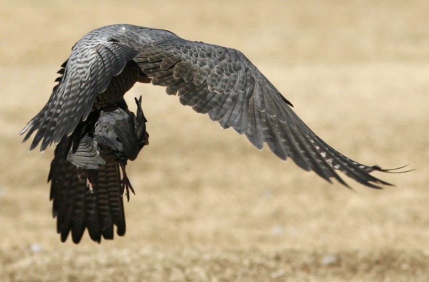 Peregrine Falcon - ML496312191