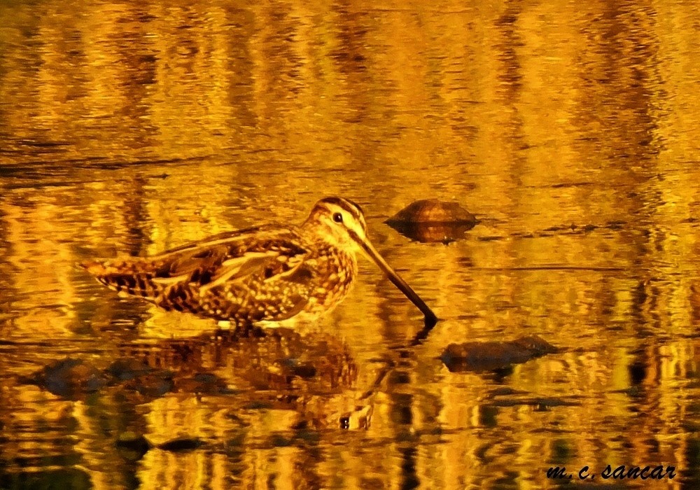 Common Snipe - Mustafa Coşkun  Sancar