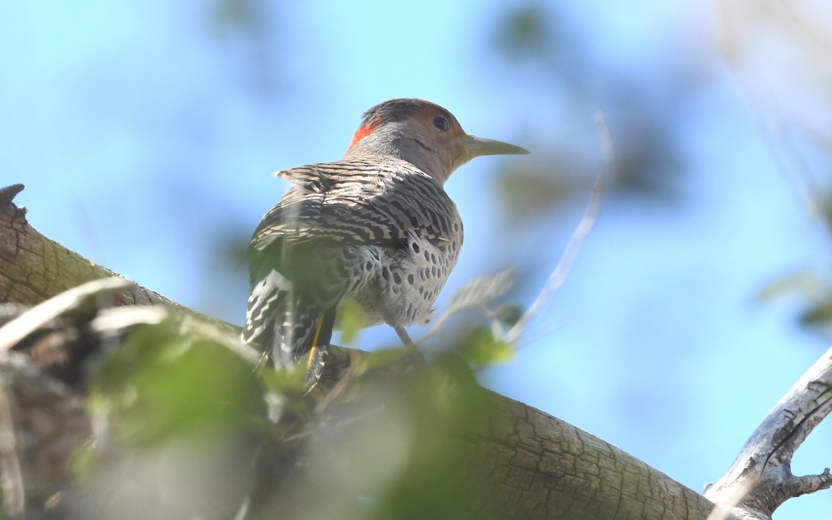 Northern Flicker (Yellow-shafted) - ML496313101