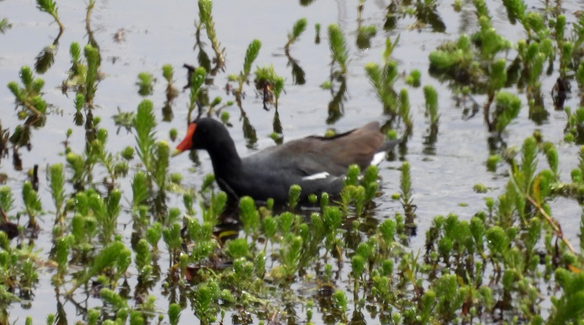 Common Gallinule - ML496313311