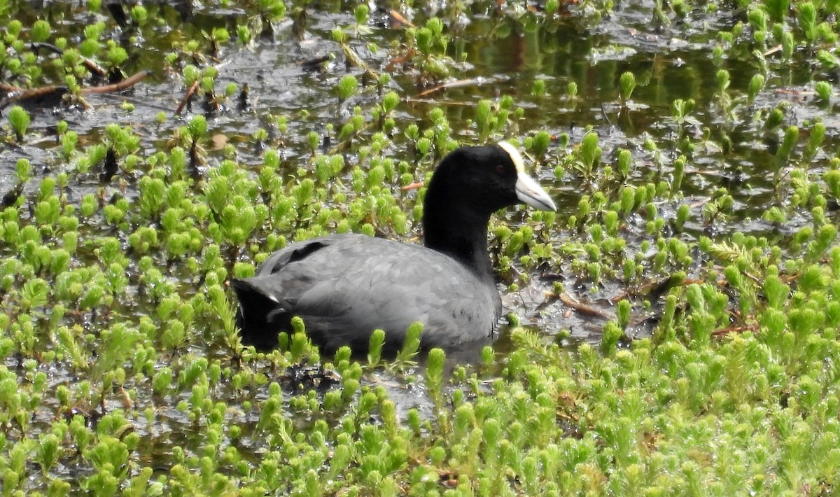 Slate-colored Coot - ML496313351