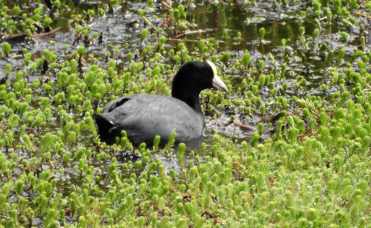 Slate-colored Coot - ML496313361