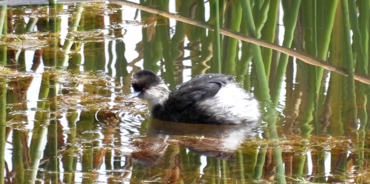 Silvery Grebe - ML496313421