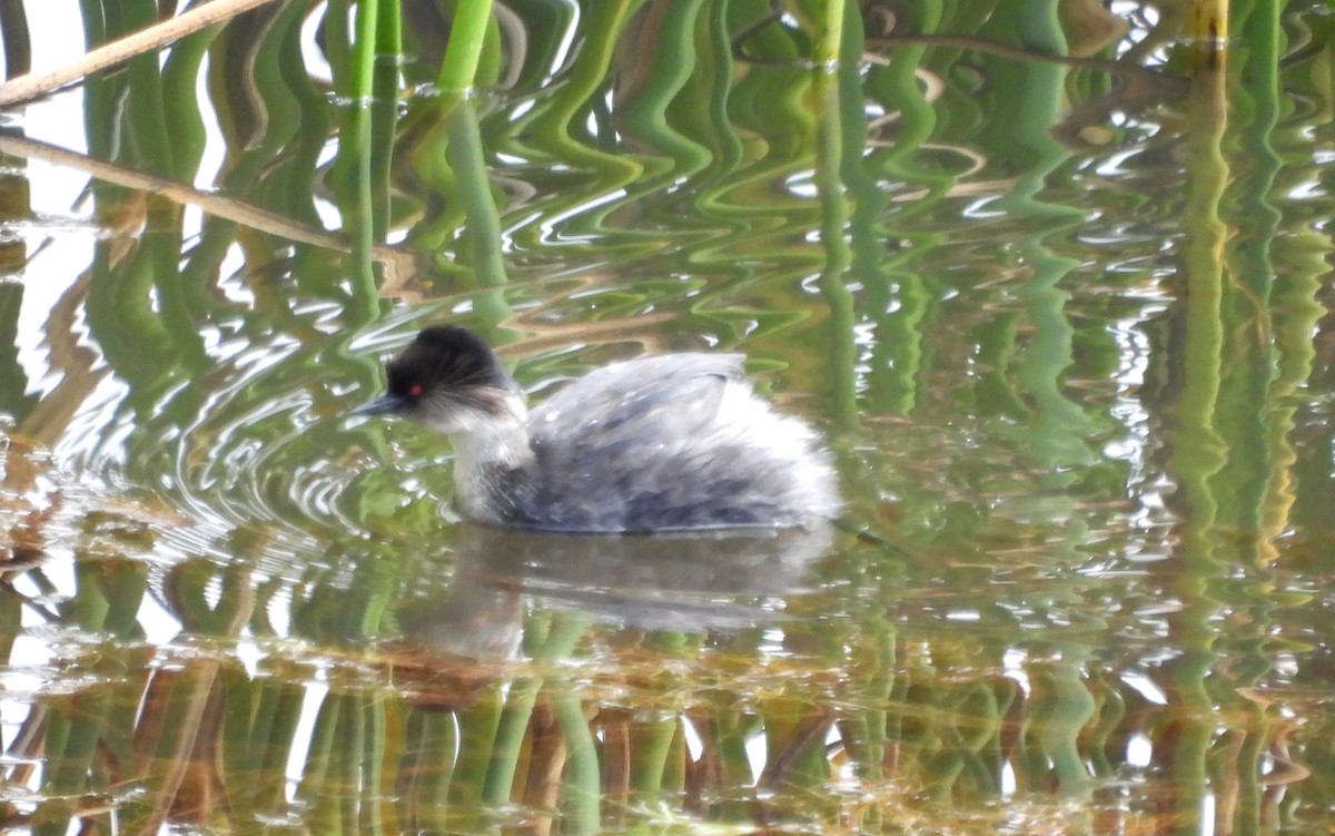 Silvery Grebe - Fernando Angulo - CORBIDI