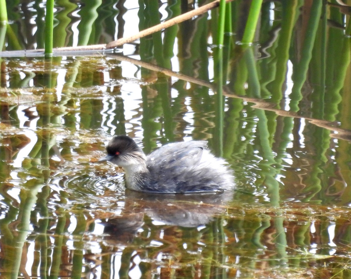 Silvery Grebe - ML496313441