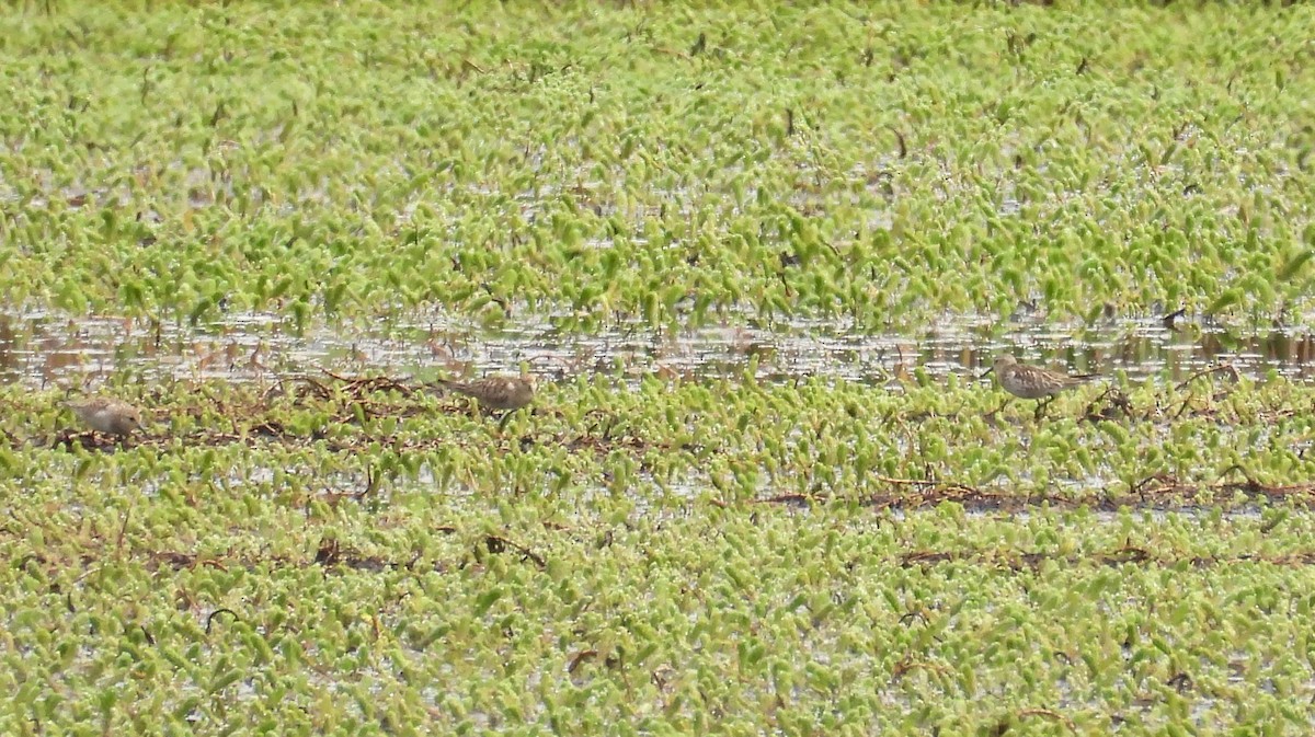 Baird's Sandpiper - ML496313471