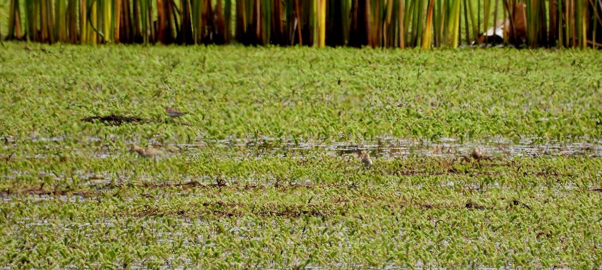 Baird's Sandpiper - ML496313481