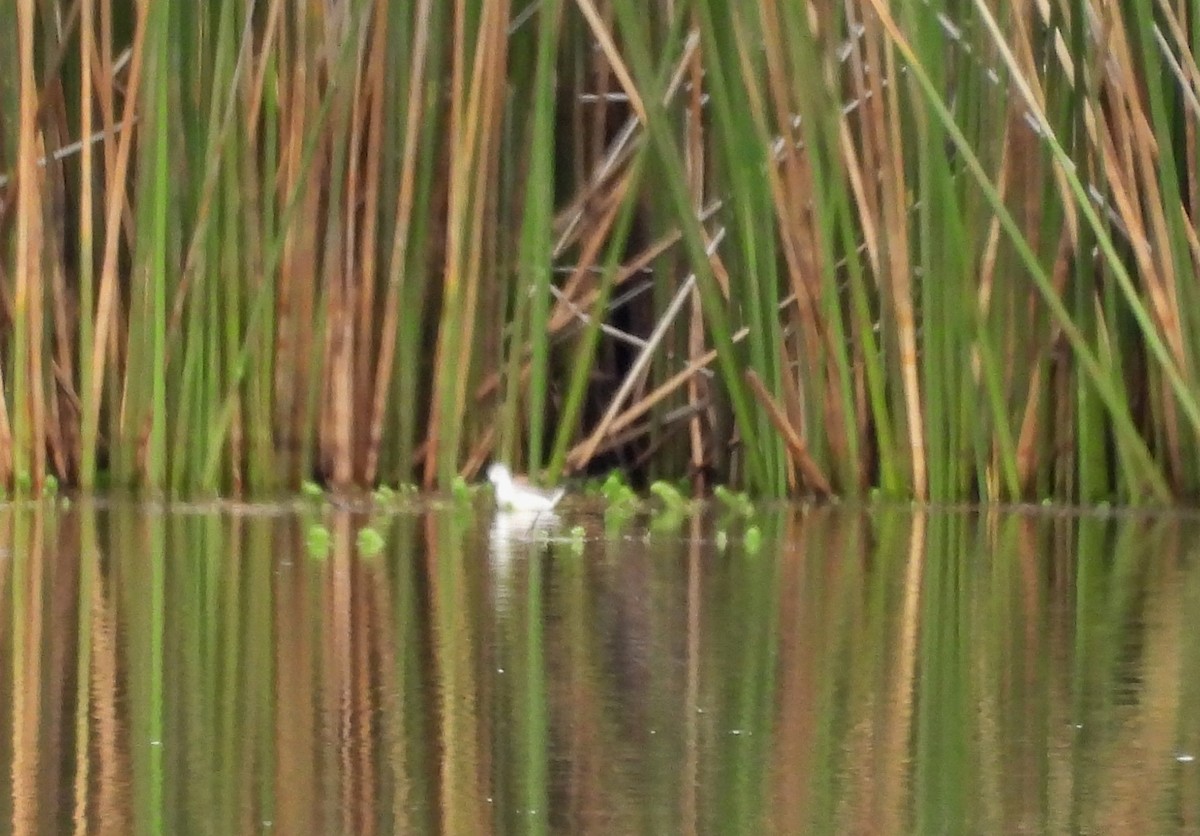 Wilson's Phalarope - Fernando Angulo - CORBIDI