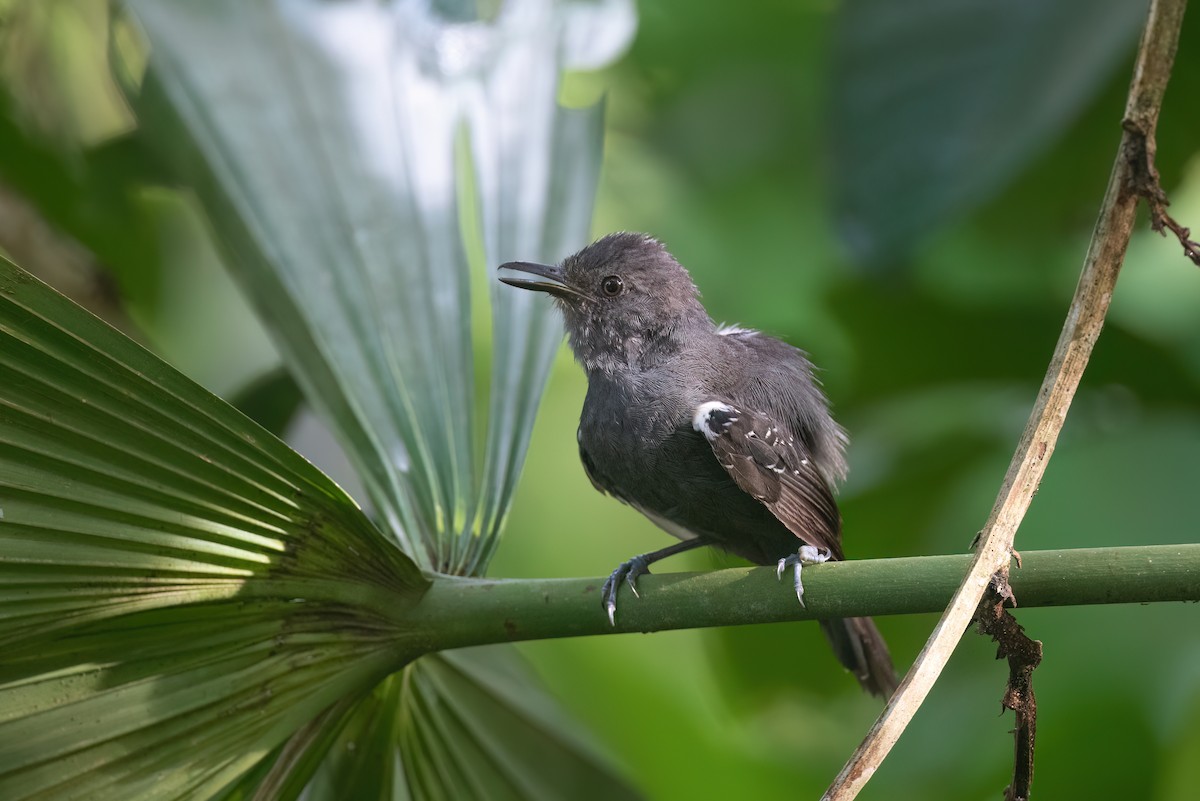 Dusky Antbird - ML496314461