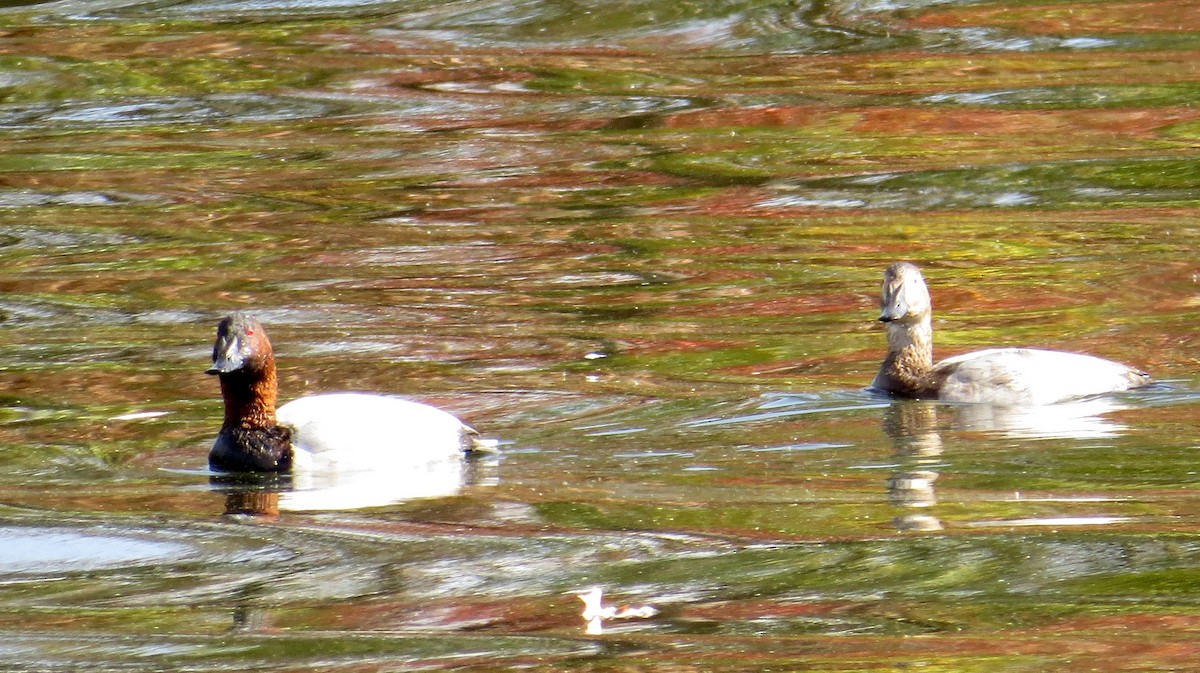 Canvasback - ML496314751