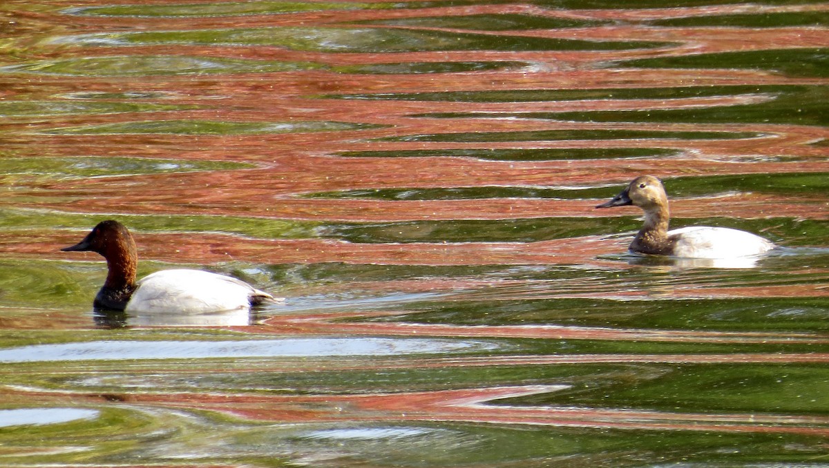 Canvasback - ML496314761