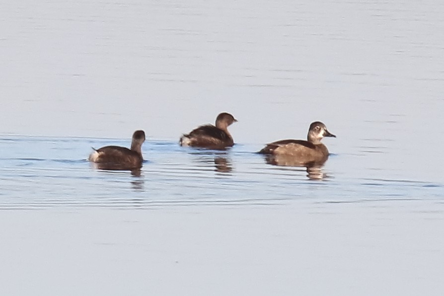 Ring-necked Duck - ML496314911