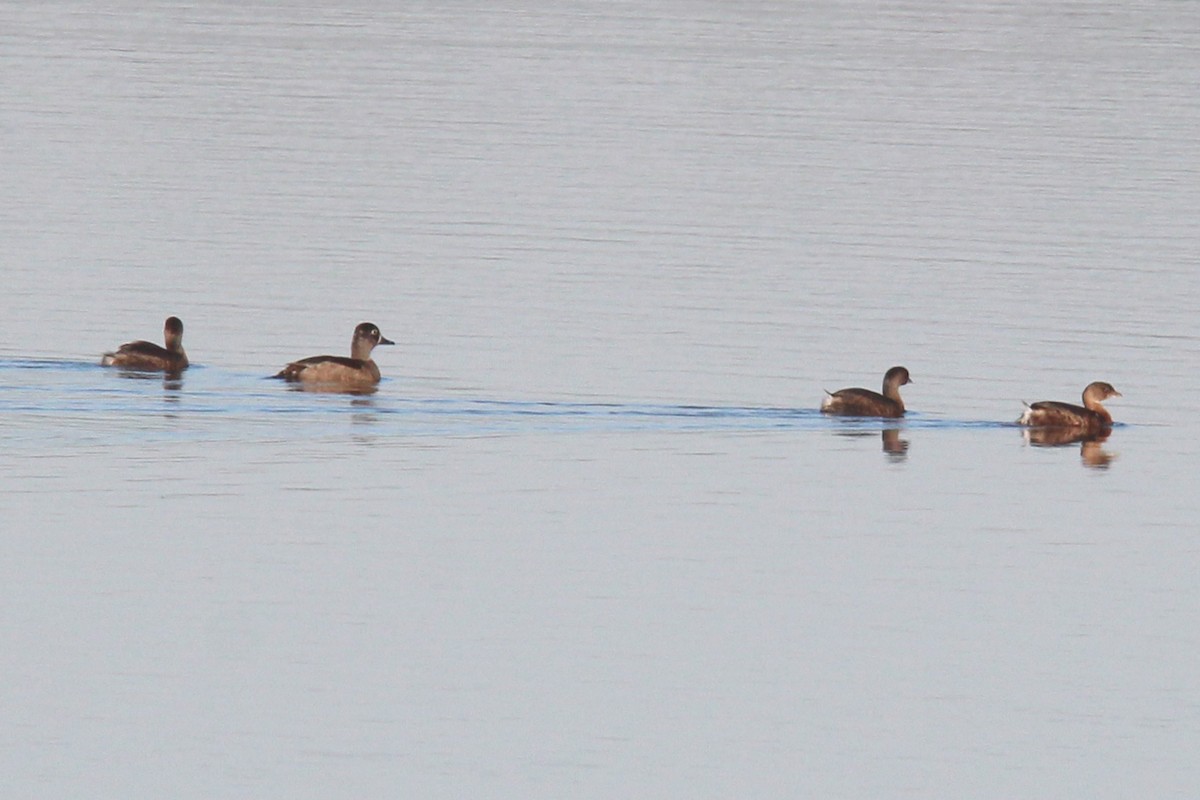 Ring-necked Duck - ML496314931