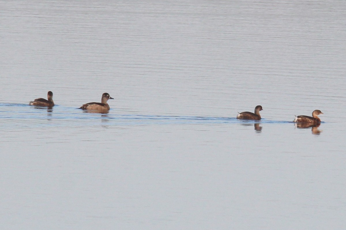 Ring-necked Duck - ML496314931