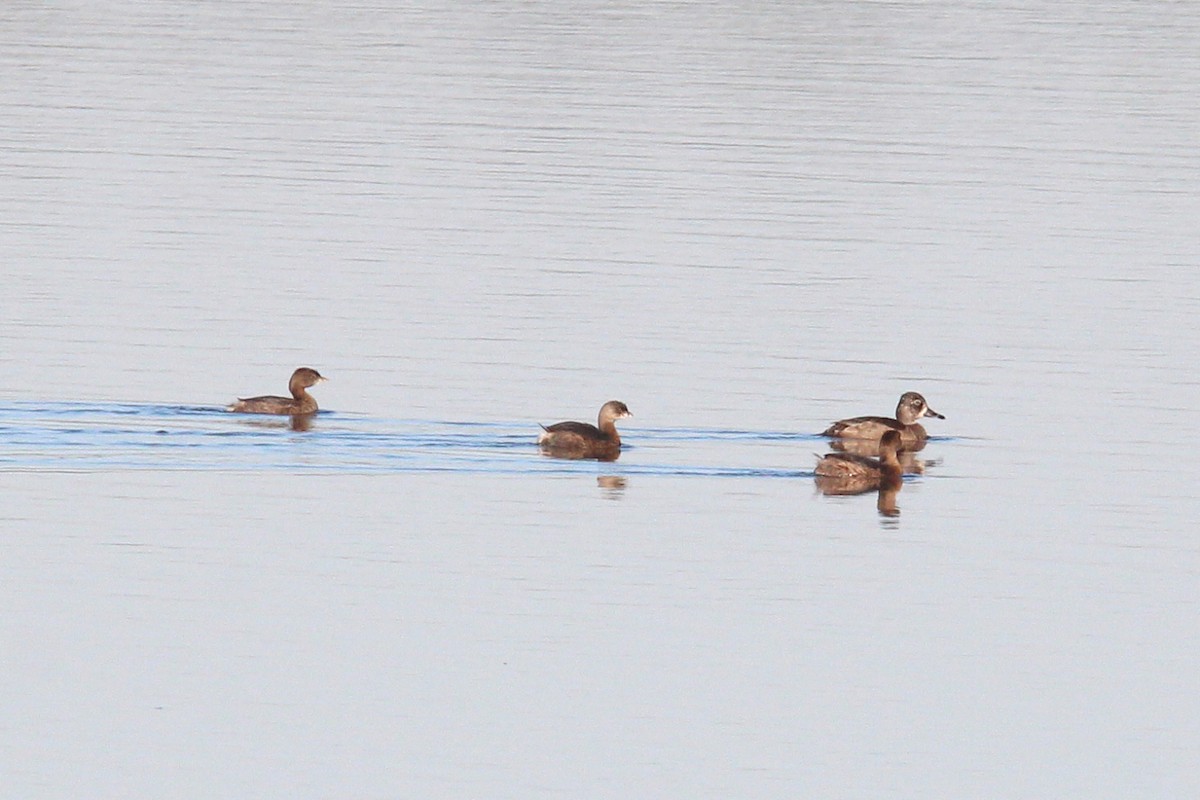 Ring-necked Duck - ML496314941